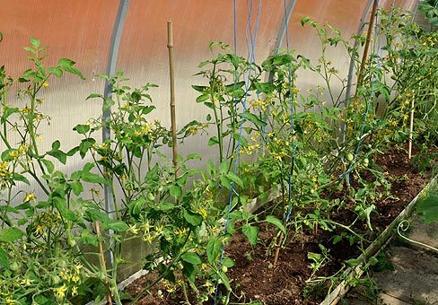 Чем подкормить томаты: ТОП-33 лучших удобрений для отличного урожая(для теплицы и открытого грунта) #56