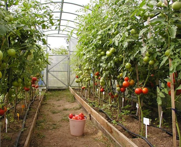 Чем подкормить томаты: ТОП-33 лучших удобрений для отличного урожая(для теплицы и открытого грунта) #58