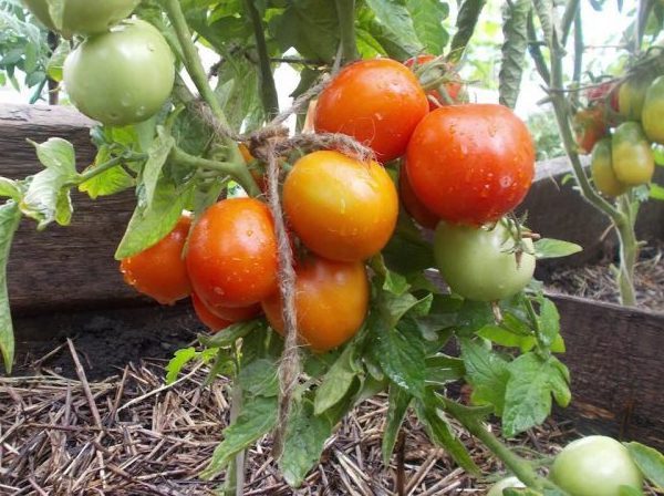 ТОП-25 лучших детерминантных сортов томатов (рейтинг на 2023 год) #10