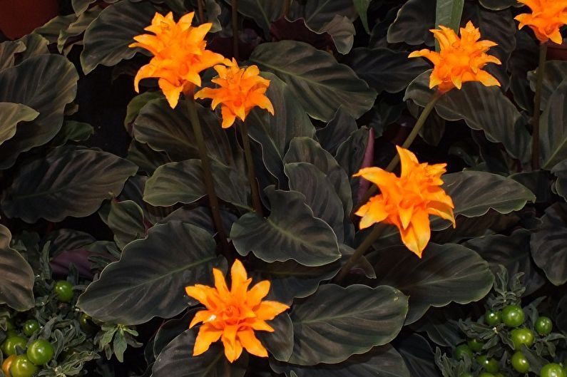 Калатея (комнатный цветок): ТОП-30 видов с фото +уход в домашних условиях #23