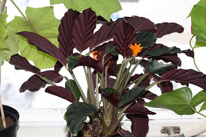 Калатея (комнатный цветок): ТОП-30 видов с фото +уход в домашних условиях #36