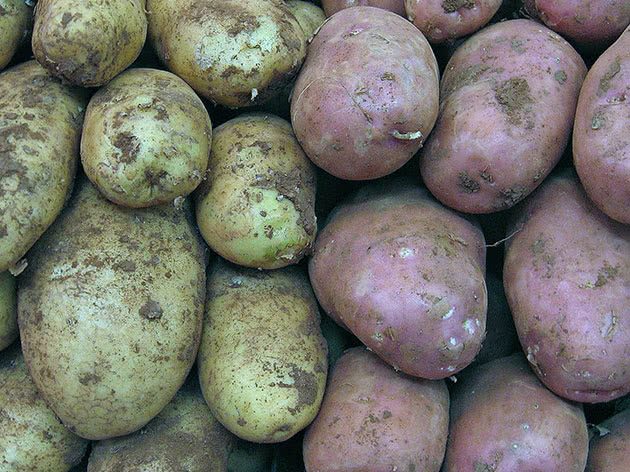 ТОП-7 Правил посадки картофеля для богатого урожая 2023 #1