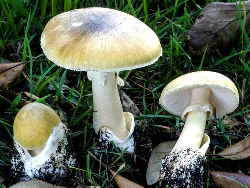 Съедобные и несъедобные грибы: ТОП-60 видов грибов с описанием #60