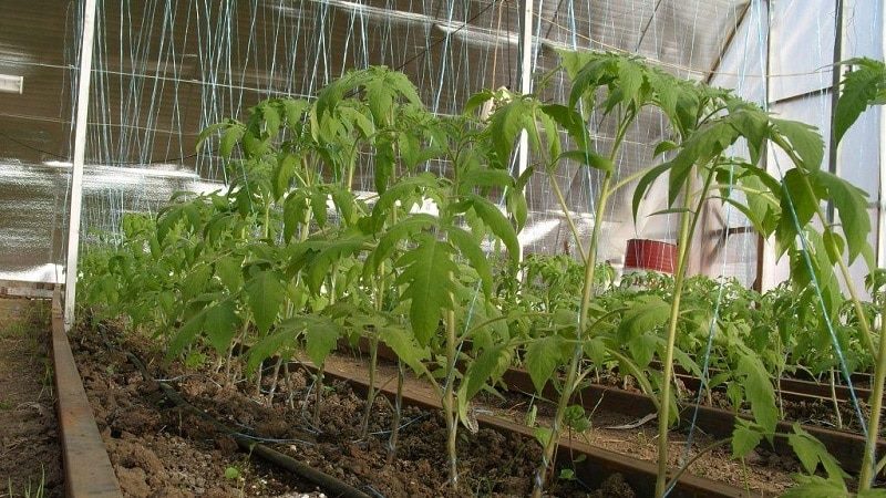 Чем подкормить томаты: ТОП-33 лучших удобрений для отличного урожая(для теплицы и открытого грунта) #35