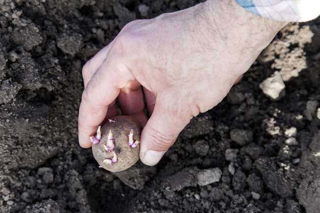 ТОП-7 Правил посадки картофеля для богатого урожая 2023 #4