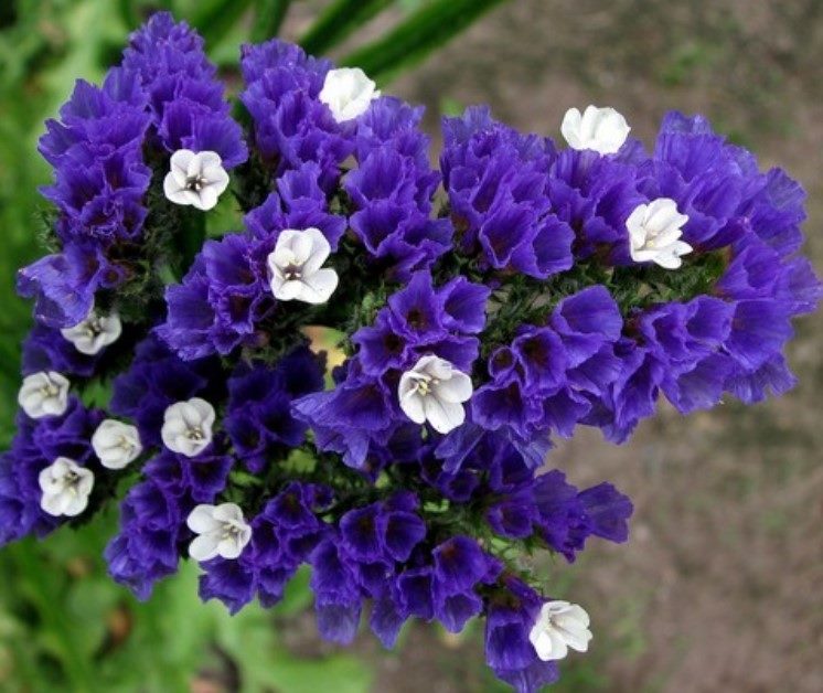 ТОП-70 красивых растений с синими цветами (+фото и названия) #43