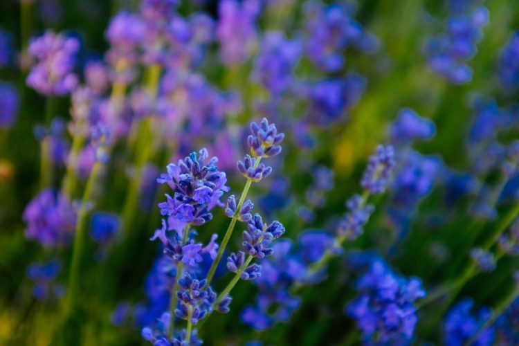 ТОП-70 красивых растений с синими цветами (+фото и названия) #53