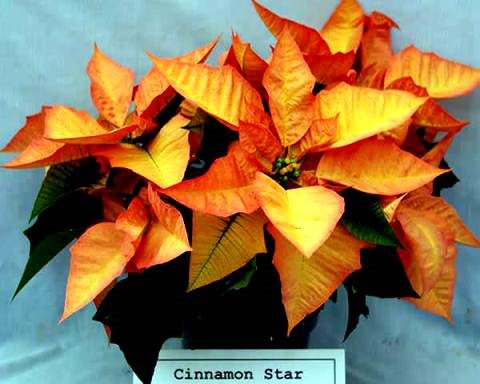 Пуансетия (рождественская звезда): описание сортов, уход, выращивание и обрезка дома #6