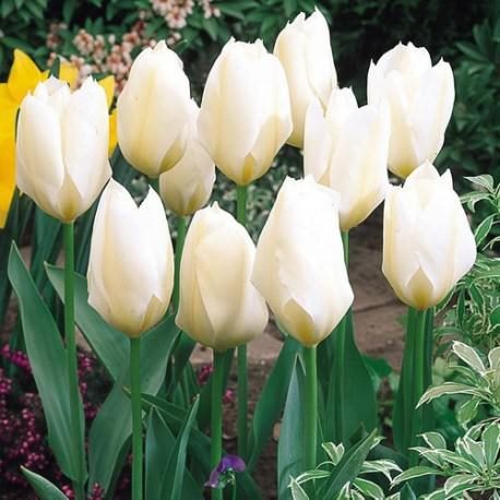 ТОП-33 видов и сортов тюльпанов (85+ фото с описанием) #12