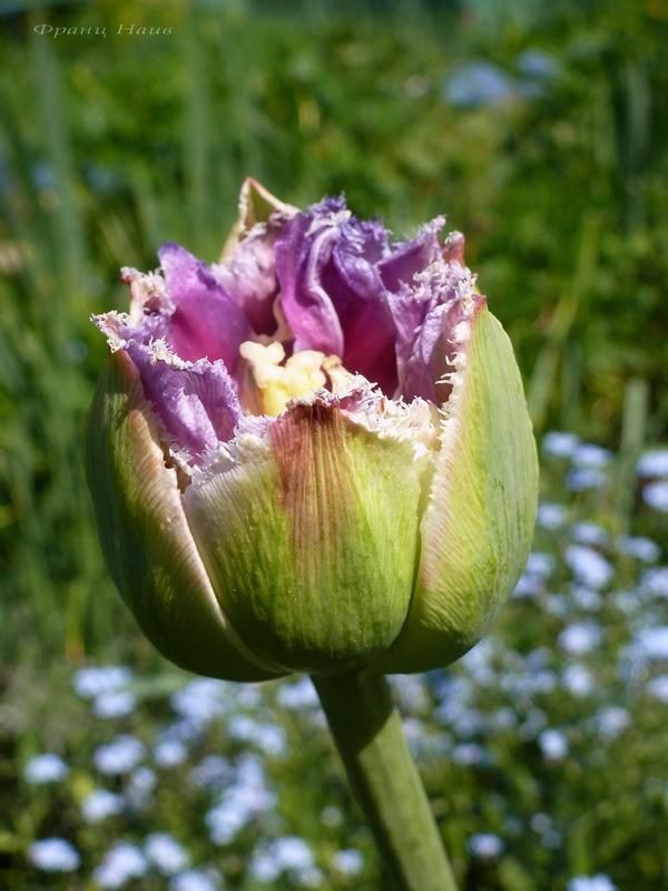 ТОП-33 видов и сортов тюльпанов (85+ фото с описанием) #20