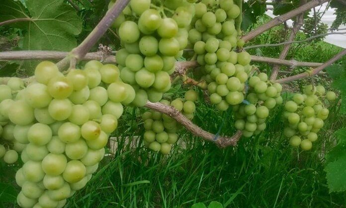 ТОП-33 Самых вкусных сортов винограда 2023 (+фото и описание) #15