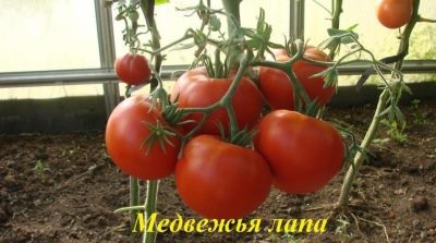ТОП-25 лучших детерминантных сортов томатов (рейтинг на 2023 год) #21