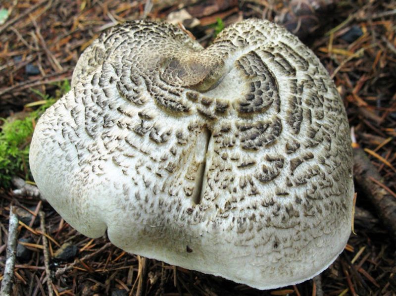 Съедобные и несъедобные грибы: ТОП-60 видов грибов с описанием #48