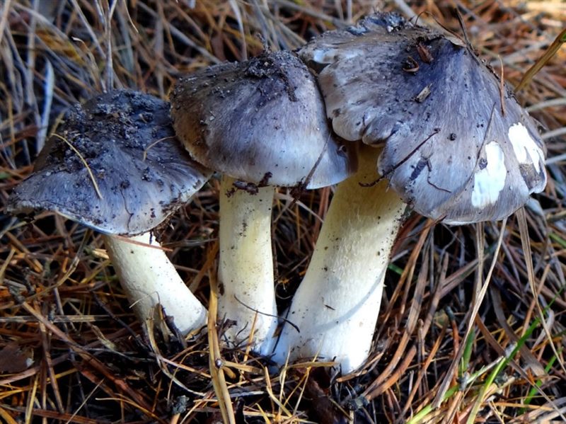 Съедобные и несъедобные грибы: ТОП-60 видов грибов с описанием #49