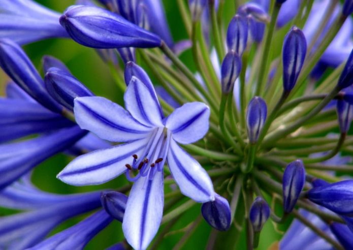 ТОП-70 красивых растений с синими цветами (+фото и названия) #20