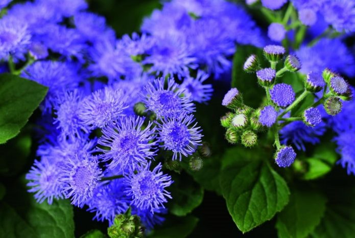 ТОП-70 красивых растений с синими цветами (+фото и названия) #22