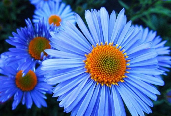 ТОП-70 красивых растений с синими цветами (+фото и названия) #25