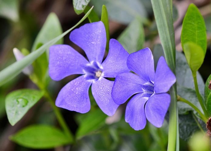 ТОП-70 красивых растений с синими цветами (+фото и названия) #29