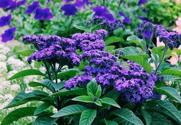 ТОП-70 красивых растений с синими цветами (+фото и названия) #34