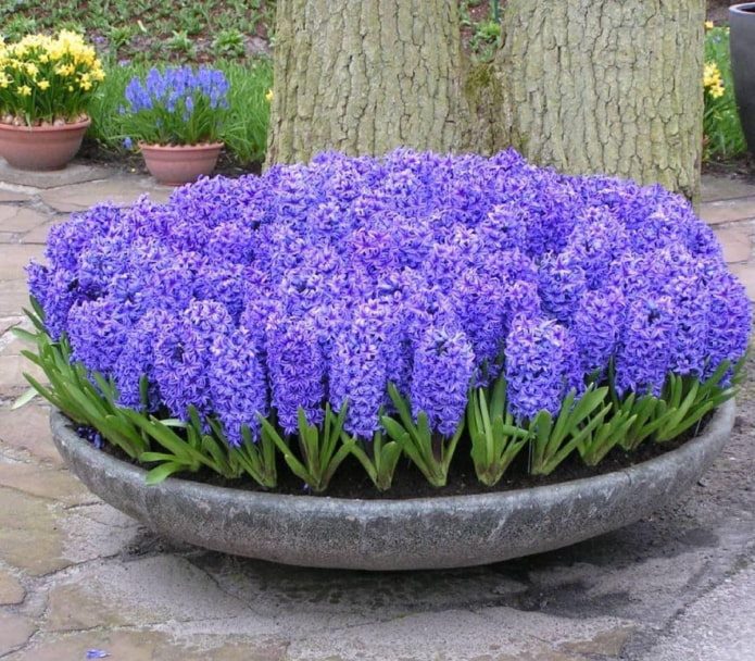 ТОП-70 красивых растений с синими цветами (+фото и названия) #57
