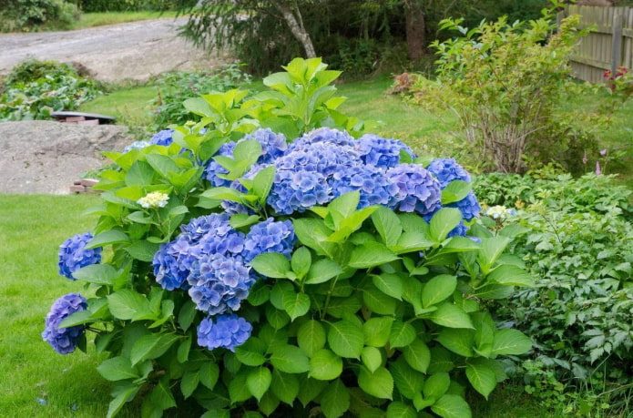 ТОП-70 красивых растений с синими цветами (+фото и названия) #63