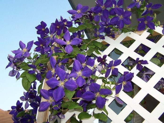 ТОП-70 красивых растений с синими цветами (+фото и названия) #51