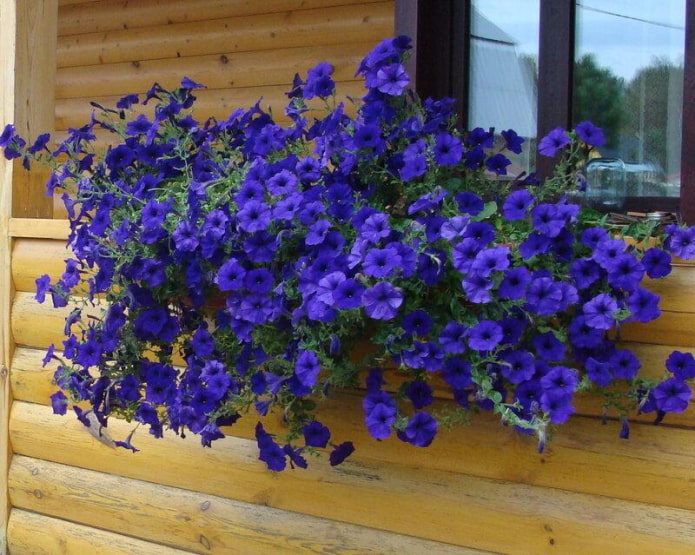 ТОП-70 красивых растений с синими цветами (+фото и названия) #58