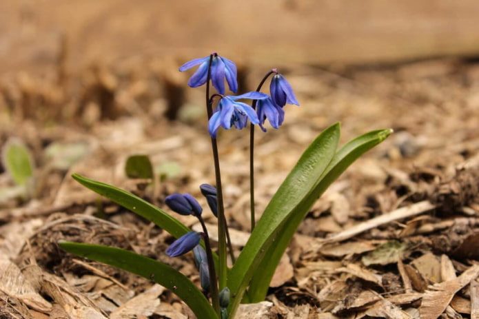 ТОП-70 красивых растений с синими цветами (+фото и названия) #61