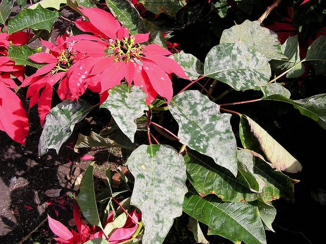 Пуансетия (рождественская звезда): описание сортов, уход, выращивание и обрезка дома #18