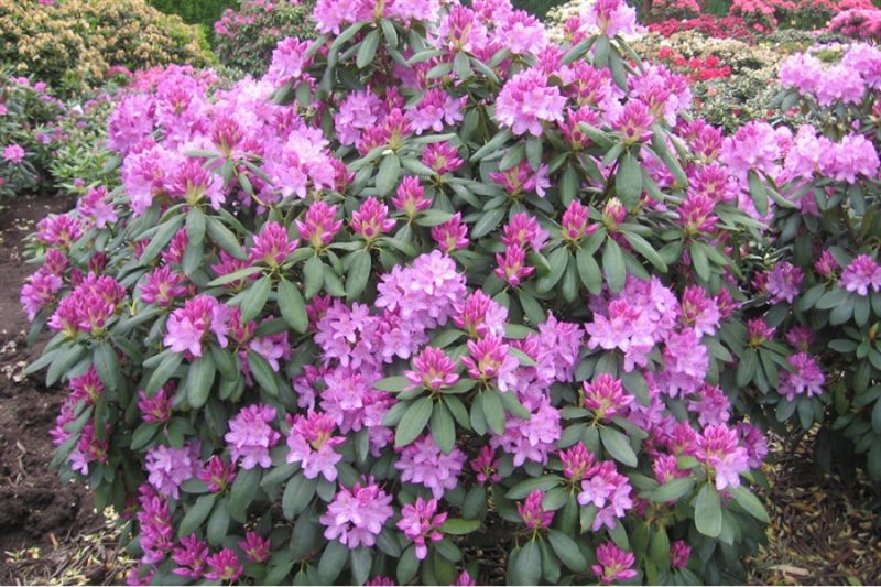 ТОП-50 Лучших осенних цветов для сада (фото и названия) #21