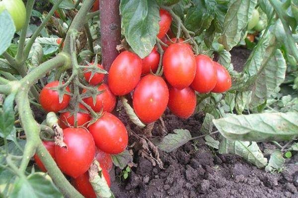 ТОП-55 лучших сортов томатов 2023 (для теплиц и открытого грунта) #65