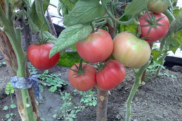 ТОП-55 лучших сортов томатов 2023 (для теплиц и открытого грунта) #47