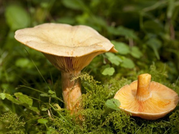 Съедобные и несъедобные грибы: ТОП-60 видов грибов с описанием #3