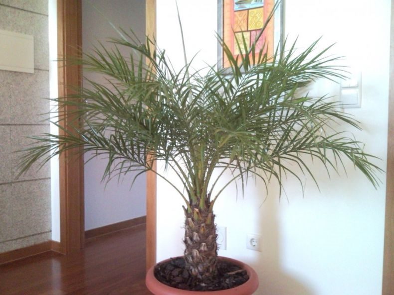 Финиковая пальма: ТОП-85 фото видов с описанием (как вырастить финик из косточки) #46