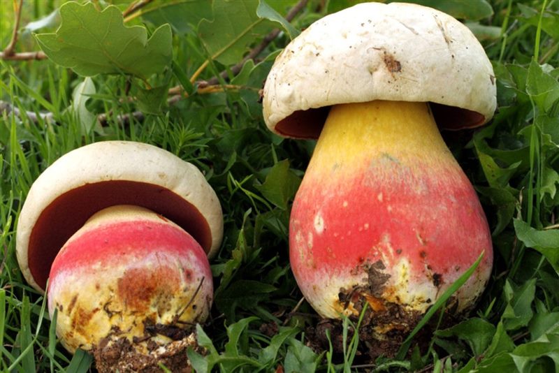 Съедобные и несъедобные грибы: ТОП-60 видов грибов с описанием #59