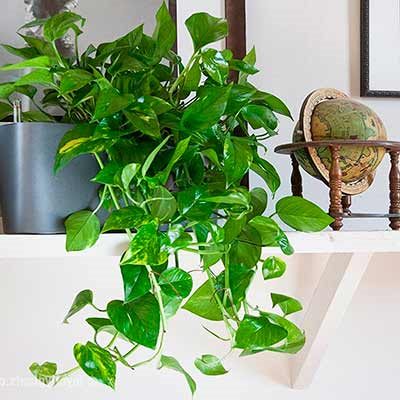 ТОП-35 Самые полезных комнатных растений для квартиры в горшках #34