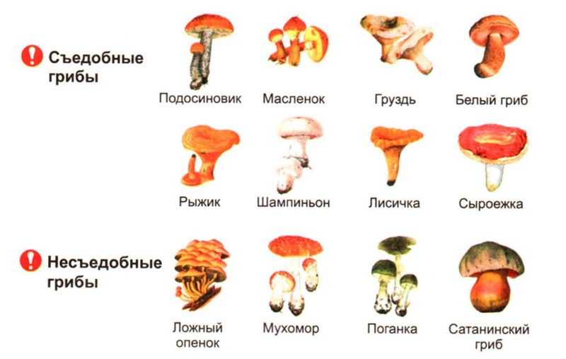 Съедобные и несъедобные грибы: ТОП-60 видов грибов с описанием #39