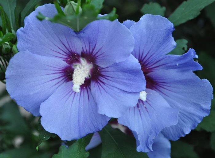 ТОП-70 красивых растений с синими цветами (+фото и названия) #7