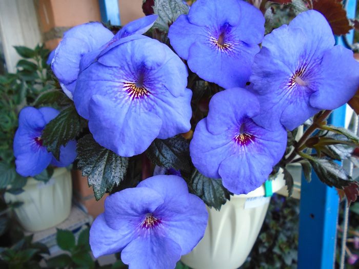 ТОП-70 красивых растений с синими цветами (+фото и названия) #11