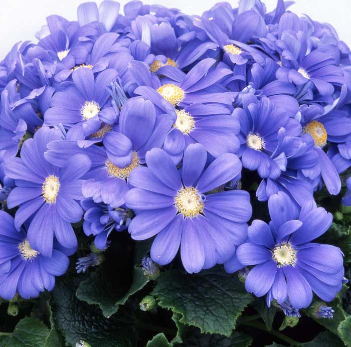 ТОП-70 красивых растений с синими цветами (+фото и названия) #16