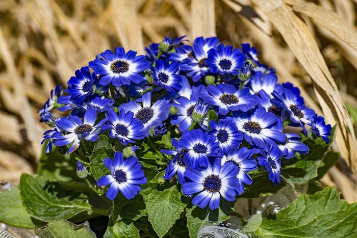 ТОП-70 красивых растений с синими цветами (+фото и названия) #15
