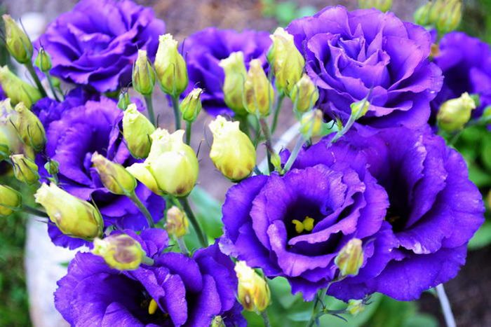 ТОП-70 красивых растений с синими цветами (+фото и названия) #5
