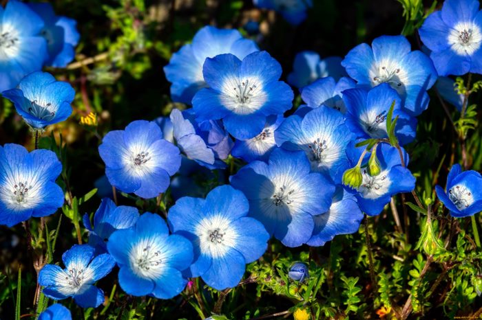 ТОП-70 красивых растений с синими цветами (+фото и названия) #14
