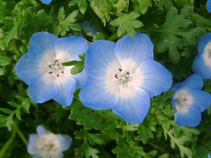 ТОП-70 красивых растений с синими цветами (+фото и названия) #13