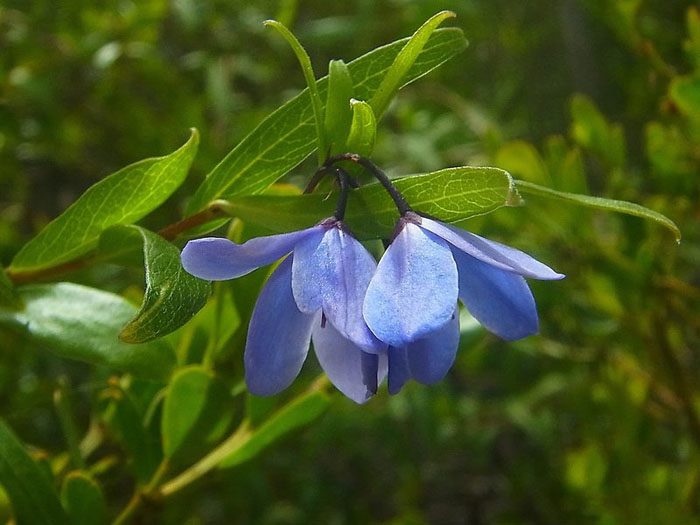 ТОП-70 красивых растений с синими цветами (+фото и названия) #18