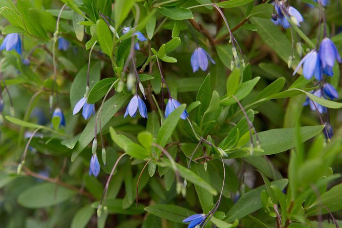 ТОП-70 красивых растений с синими цветами (+фото и названия) #17