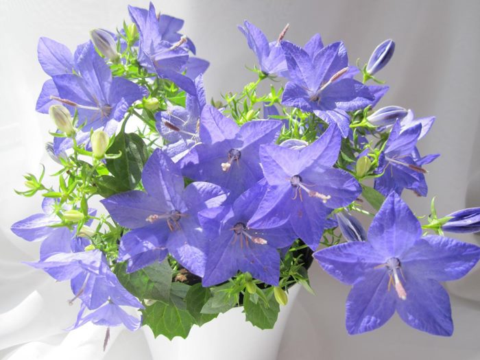 ТОП-70 красивых растений с синими цветами (+фото и названия) #2