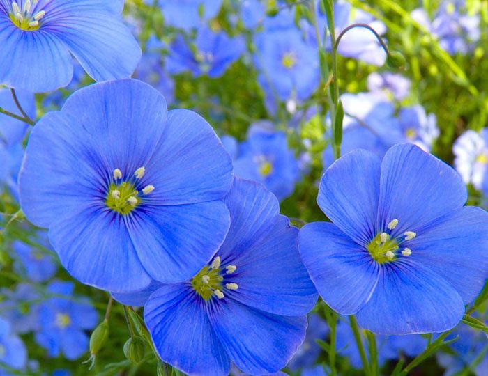 ТОП-70 красивых растений с синими цветами (+фото и названия) #55