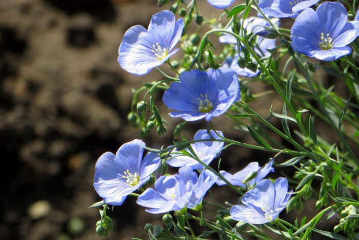 ТОП-70 красивых растений с синими цветами (+фото и названия) #56