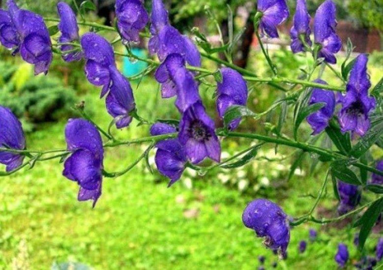 ТОП-70 красивых растений с синими цветами (+фото и названия) #26